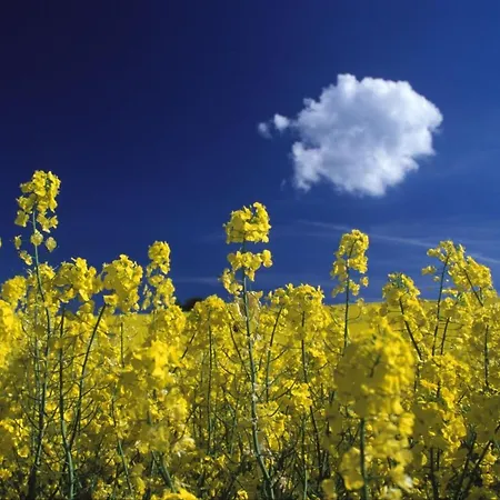 Διαμέρισμα Haus Strandeck Ferienwohnung 19 Mit Sauna- Und Schwimmbadnutzung Im Ahoi Sellin Goehren (Ruegen)